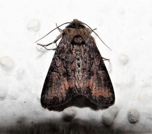 Réf. 283 384 : Oligia sp.